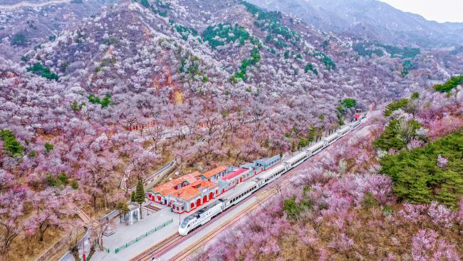赏春花、看演出、观非遗……北京清明推出多项文旅活动